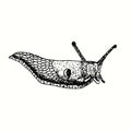 Hand drawn Deroceras agreste field slug, grey field slug, milky slug, northern field slug crawlin. Ink black and white drawing. Royalty Free Stock Photo